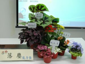 移除落塵能力強的植物