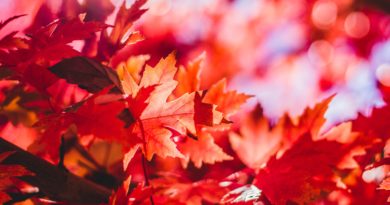 Photo by Jeremy Thomas on Unsplash