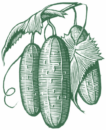 Hendrick's Large Cucumber Etching Hendrick's Large Cucumber Etching