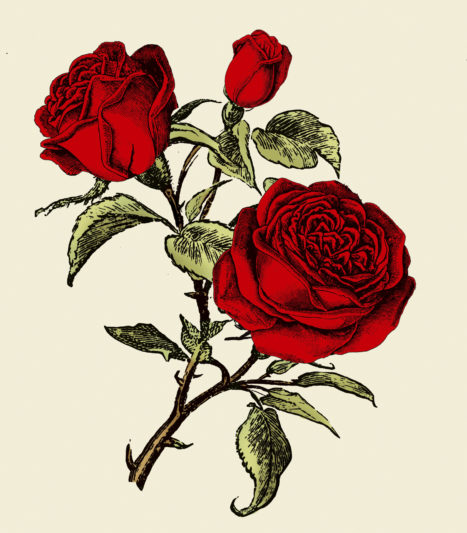 Hendrick's Rose Petals Illustration Hendrick's Rose Petals Illustration